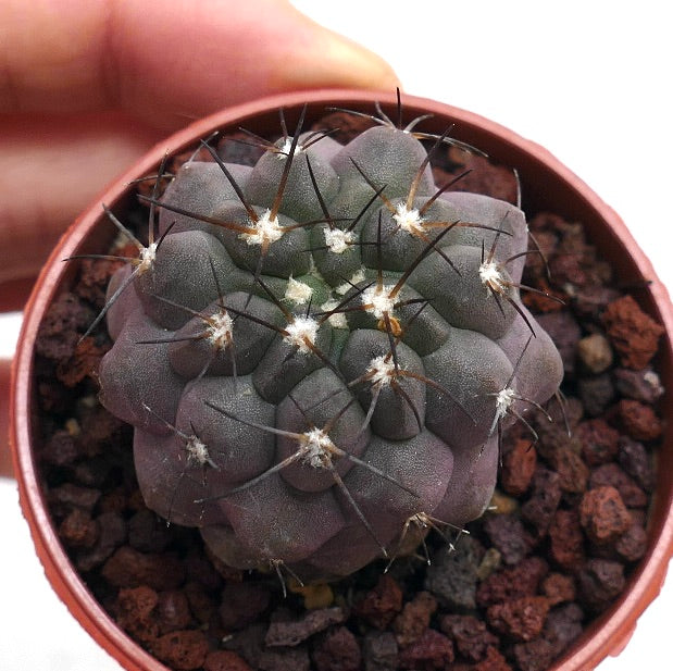 Copiapoa cinerea 739M