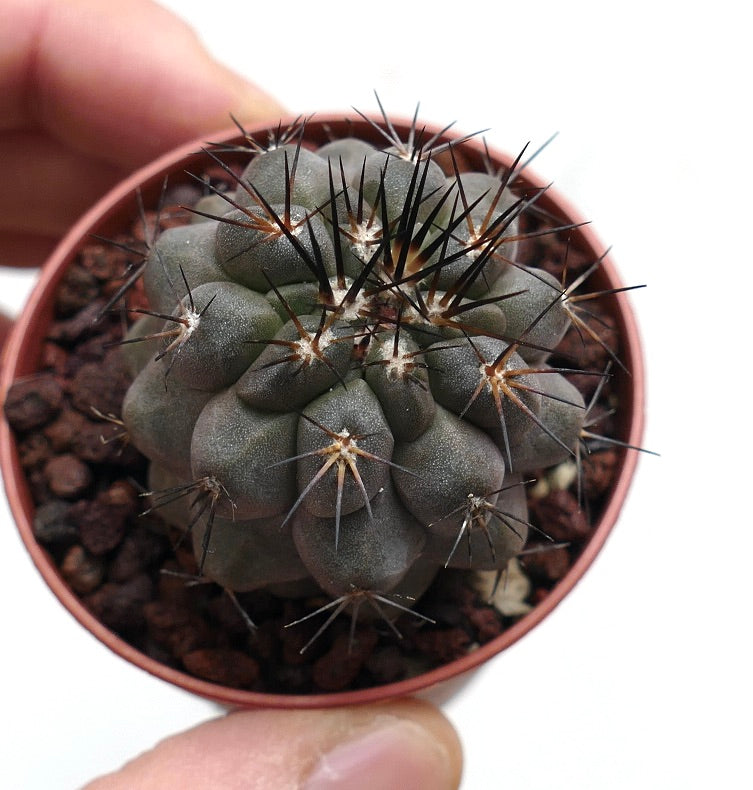 Copiapoa cinerea