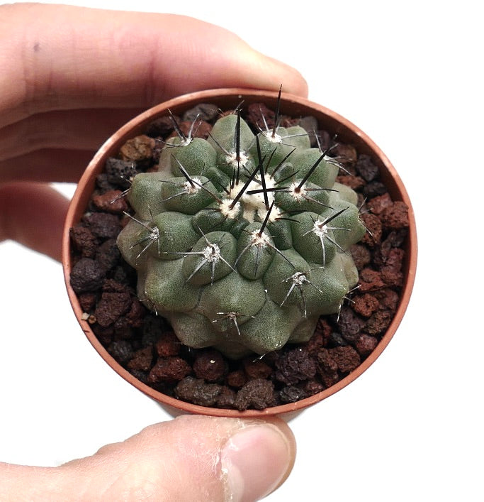 Copiapoa cinerea