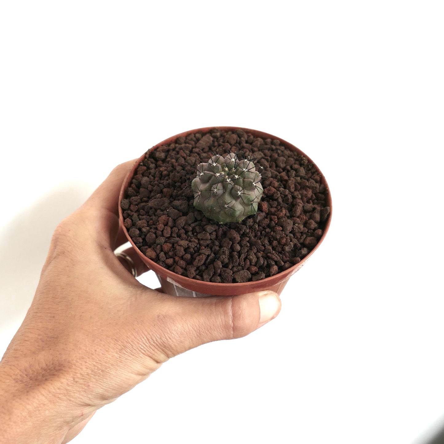 Copiapoa cinerea