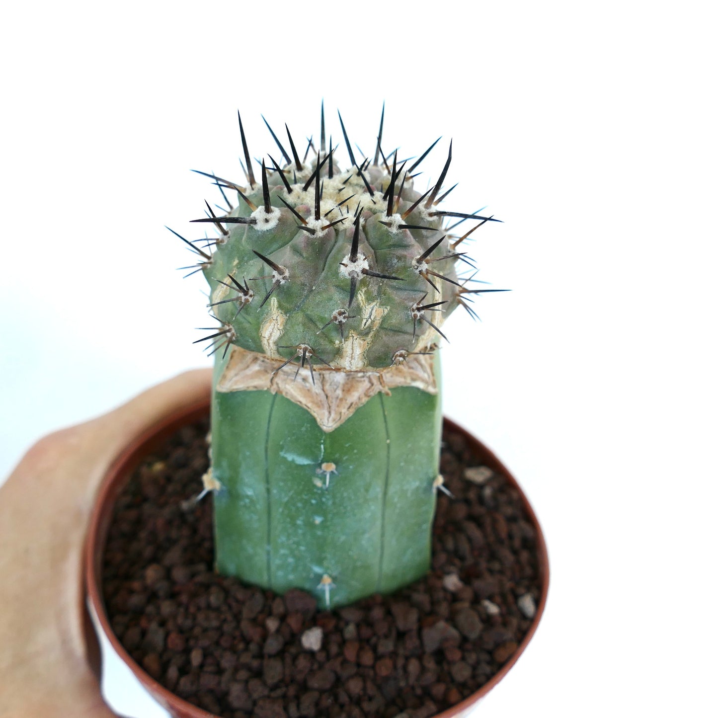 Copiapoa cinerea