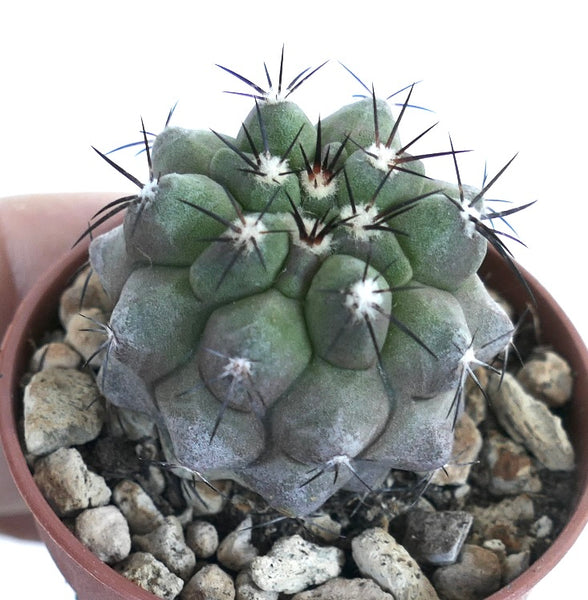 Copiapoa cinerea コピアポア シネレア 黒王丸 種子 10粒 コピアポア