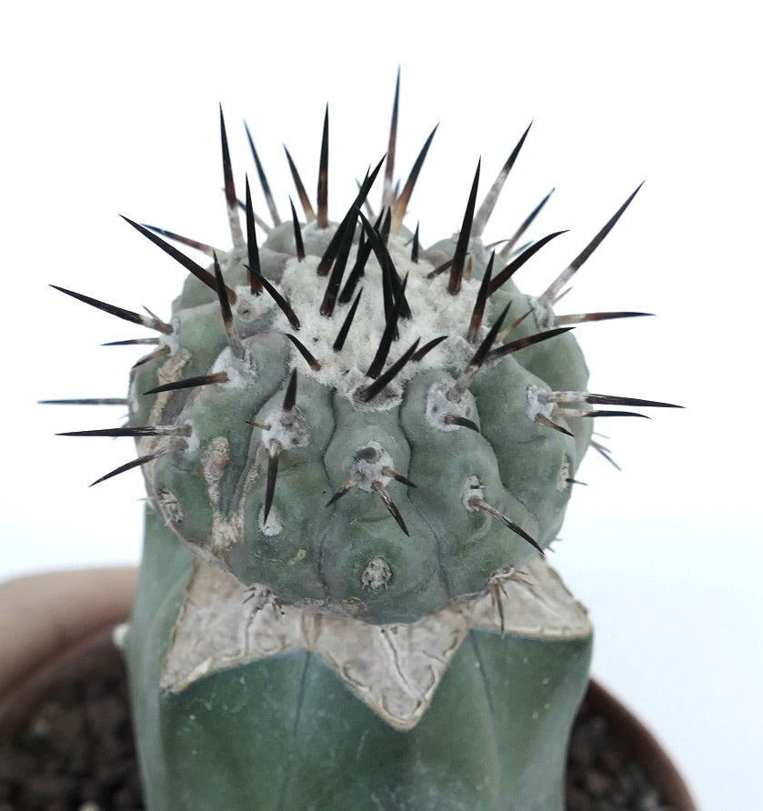 Copiapoa cinerea | Botanical Archive | Rare Grafted | Buy now From Us