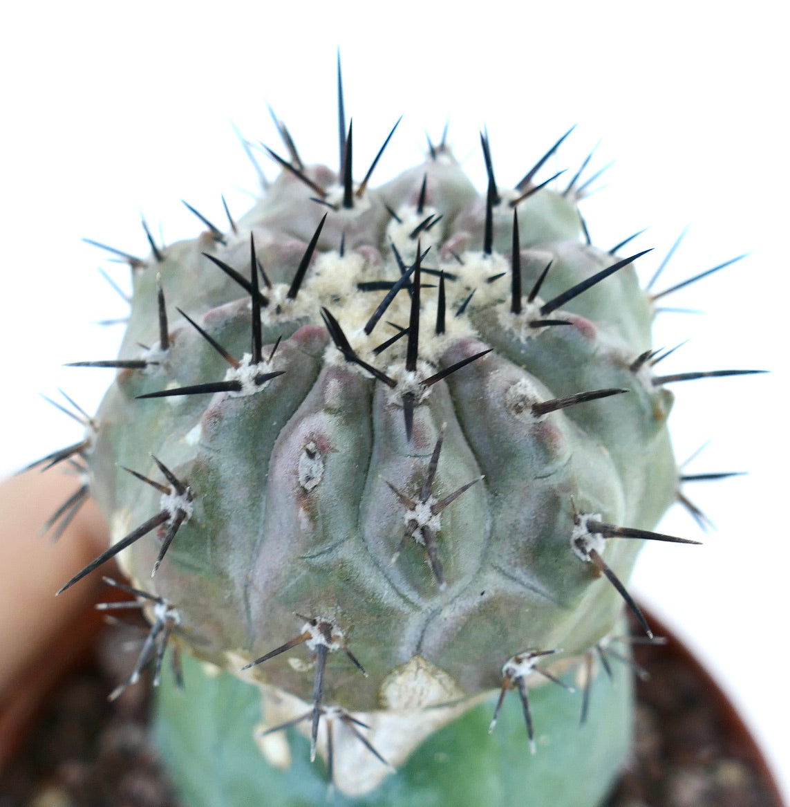 Copiapoa cinerea