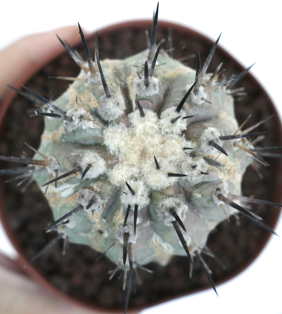 Copiapoa cinerea