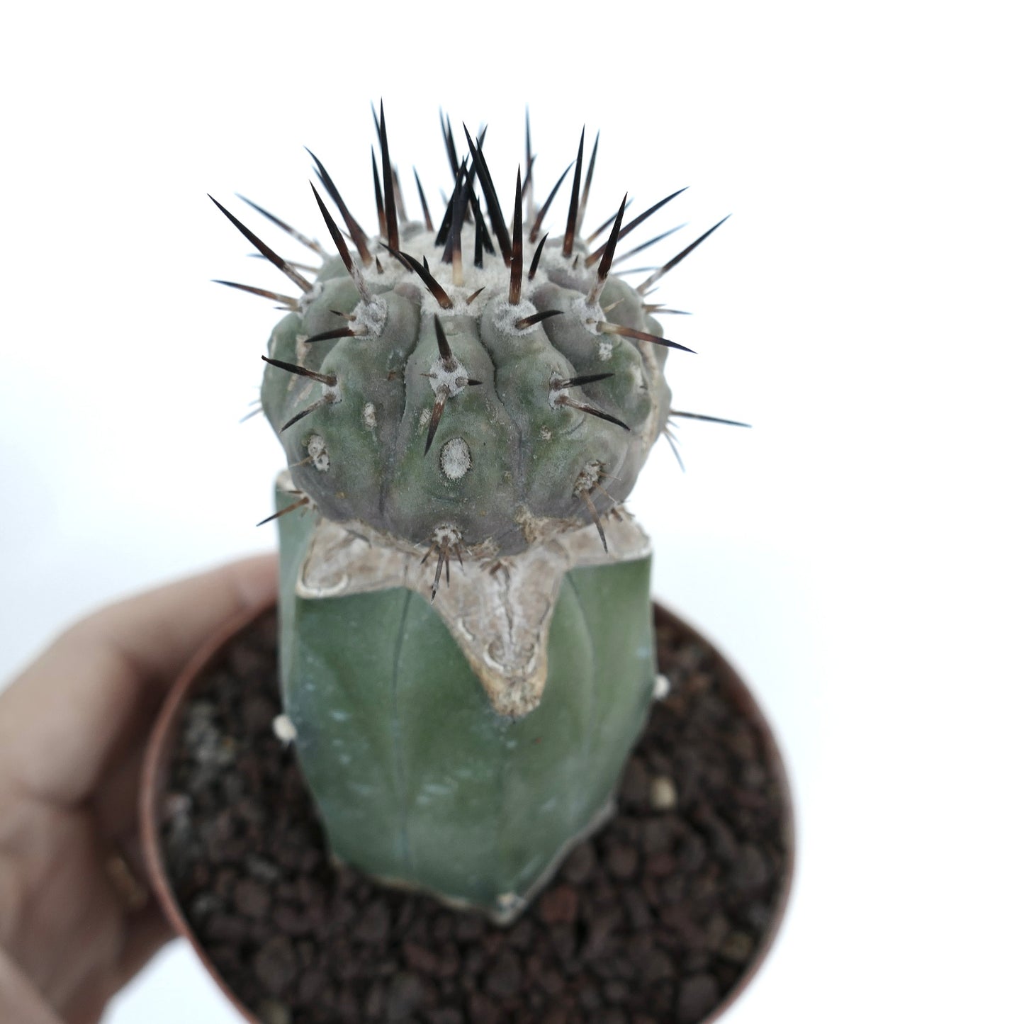 Copiapoa cinerea (TALTAL form)