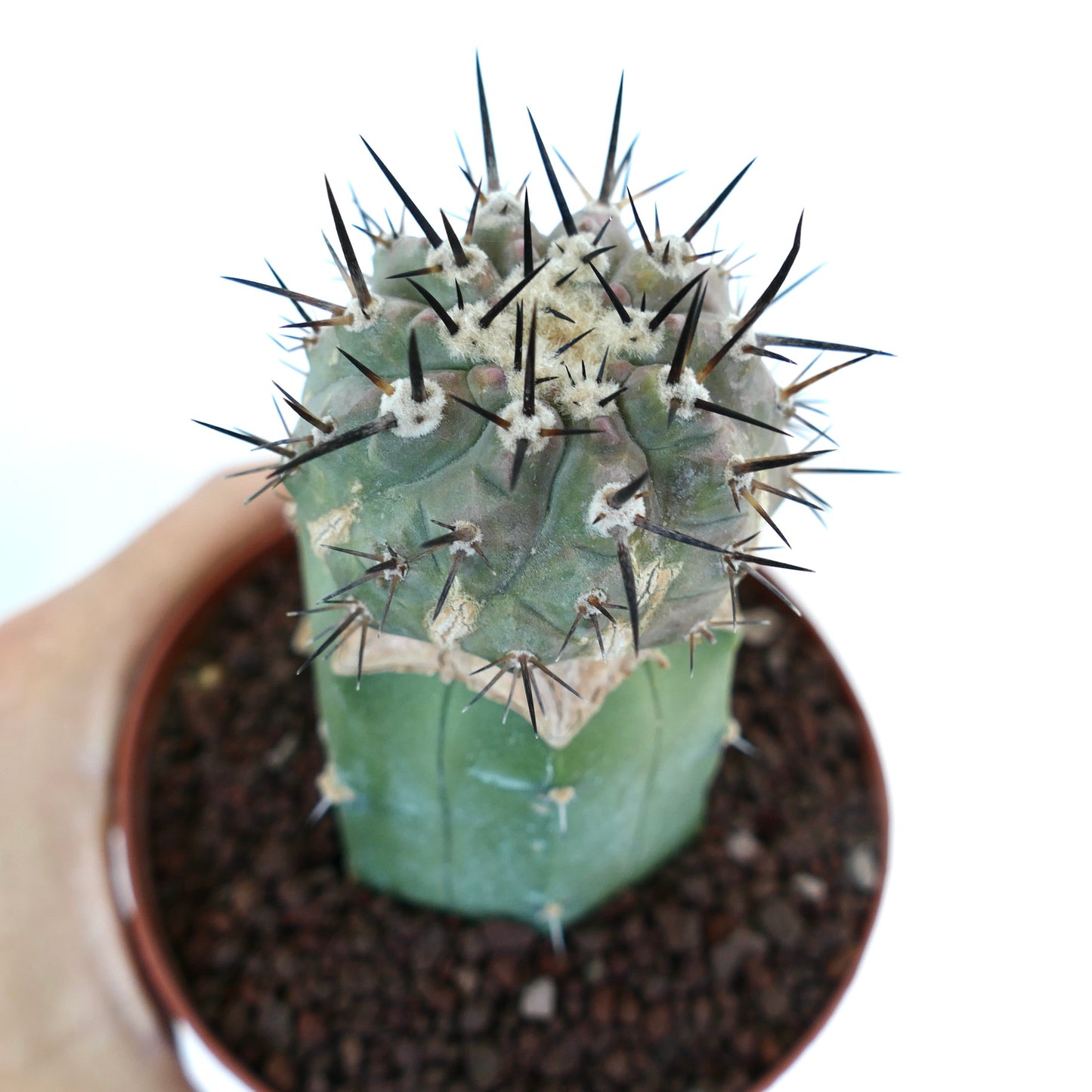 Copiapoa cinerea