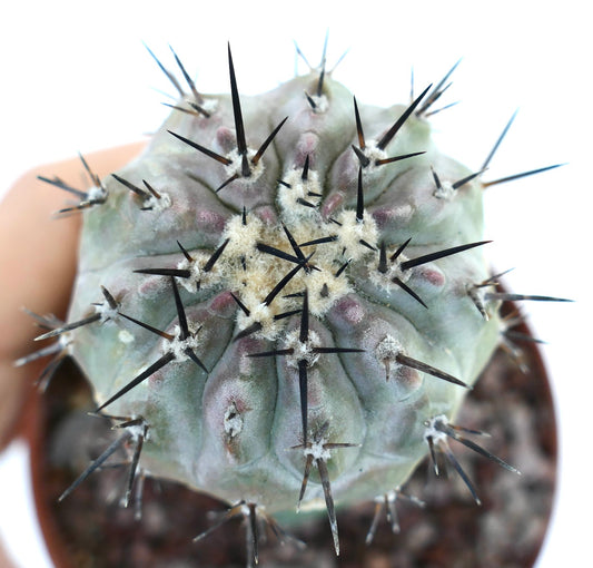 Copiapoa cinerea