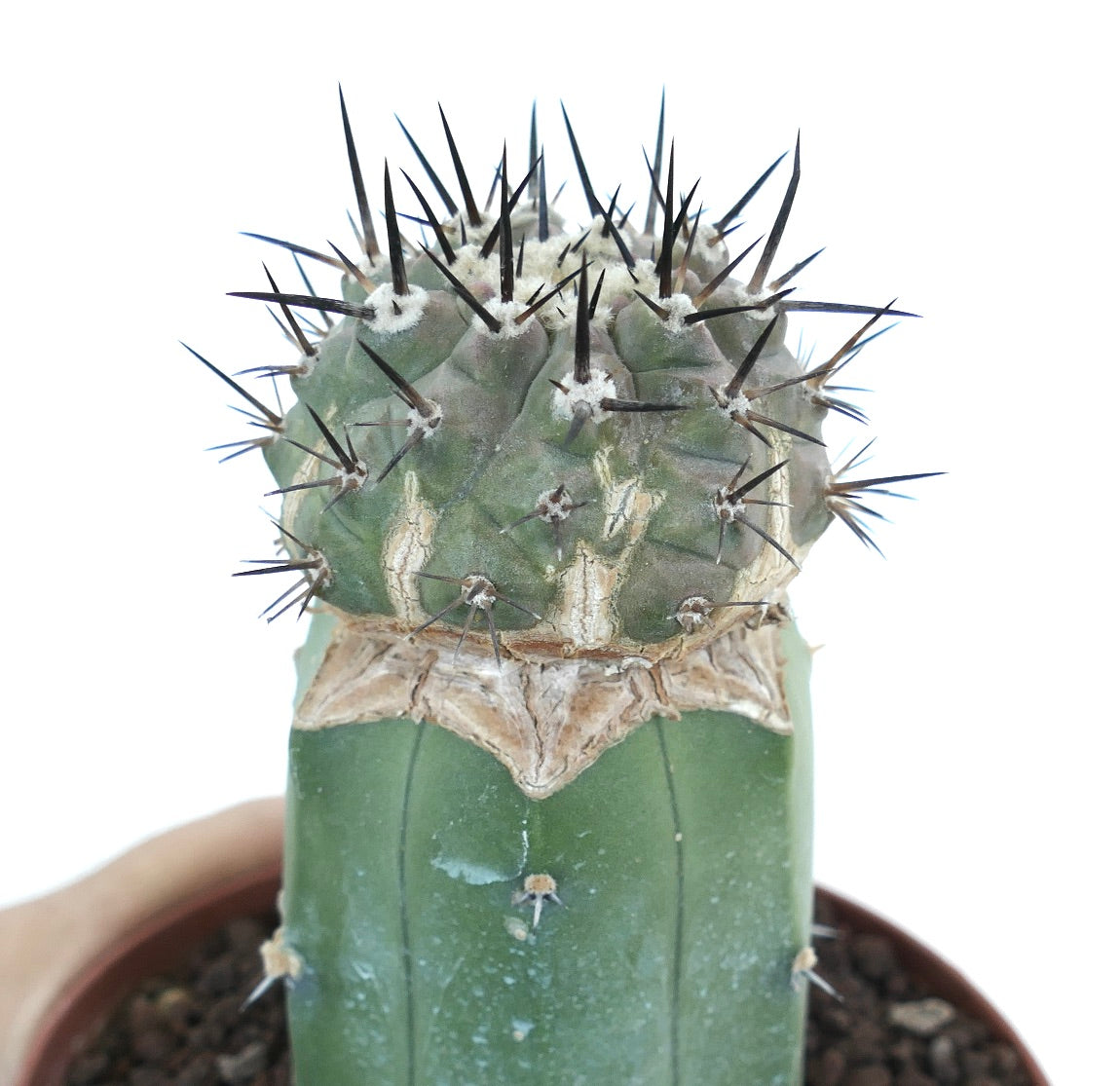 Copiapoa cinerea