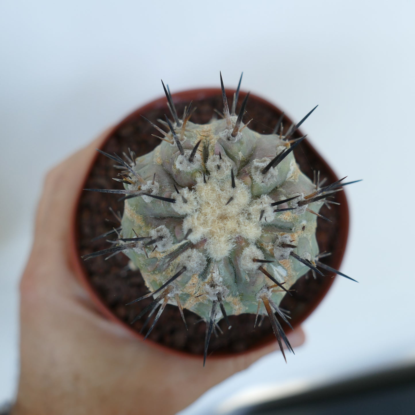 Copiapoa cinerea