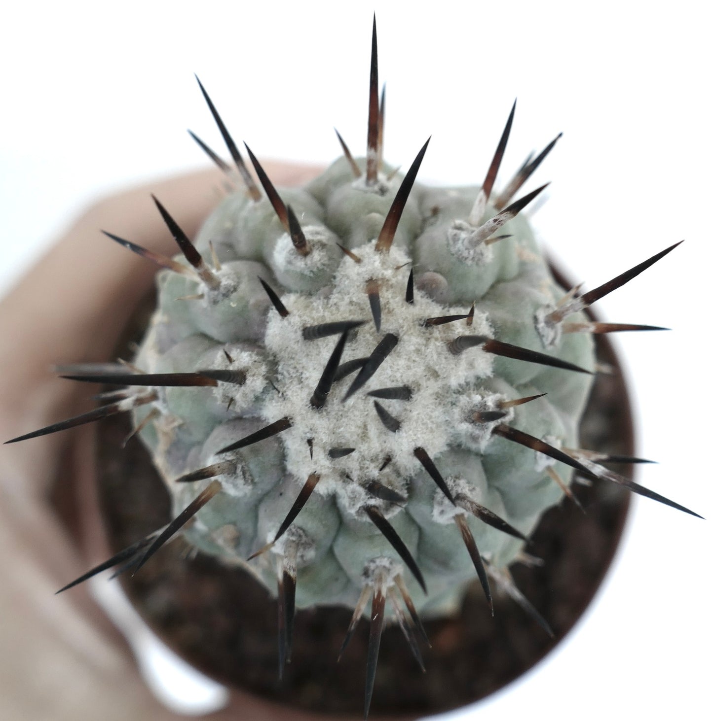 Copiapoa cinerea (TALTAL form)