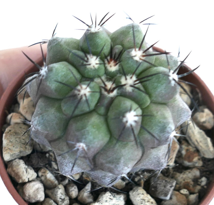Copiapoa cinerea Sukkulente Kaktus mit dicken Rippen und langen dunklen Stacheln im Topf