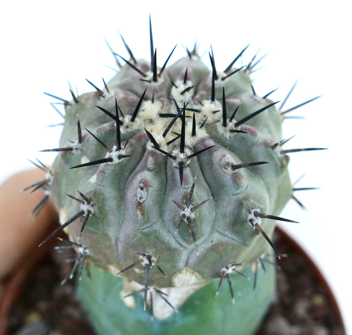 Copiapoa cinerea