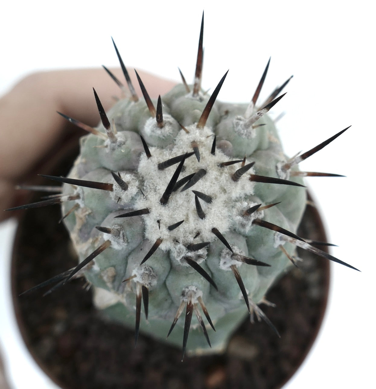 Copiapoa cinerea | Botanical Archive | Rare Grafted | Buy