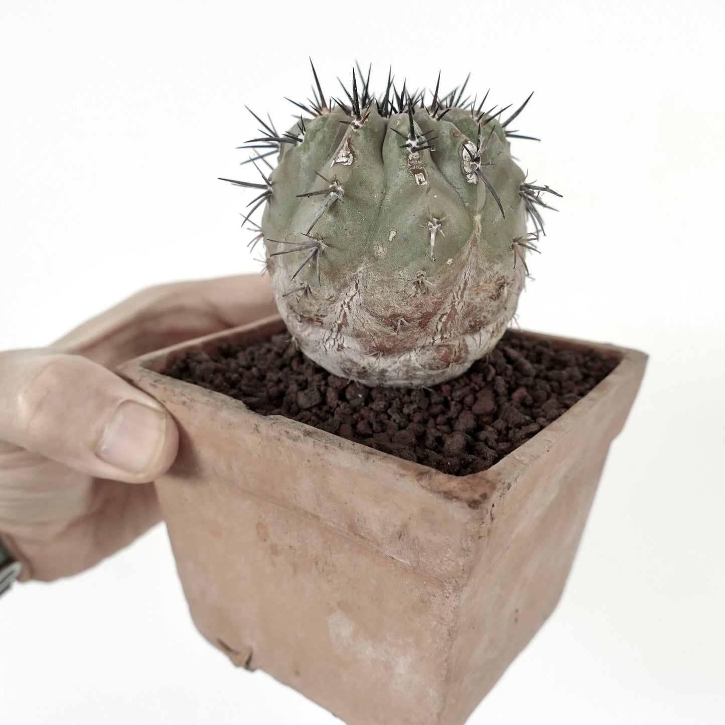 Copiapoa cinerea