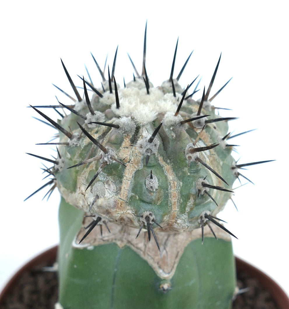 Copiapoa cinerea