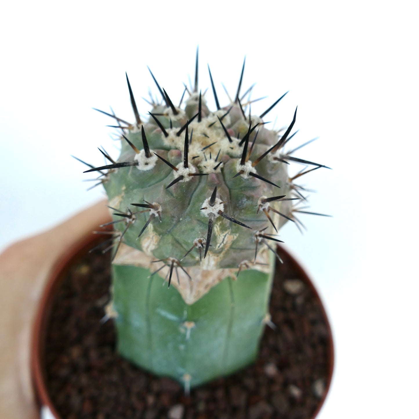 Copiapoa cinerea