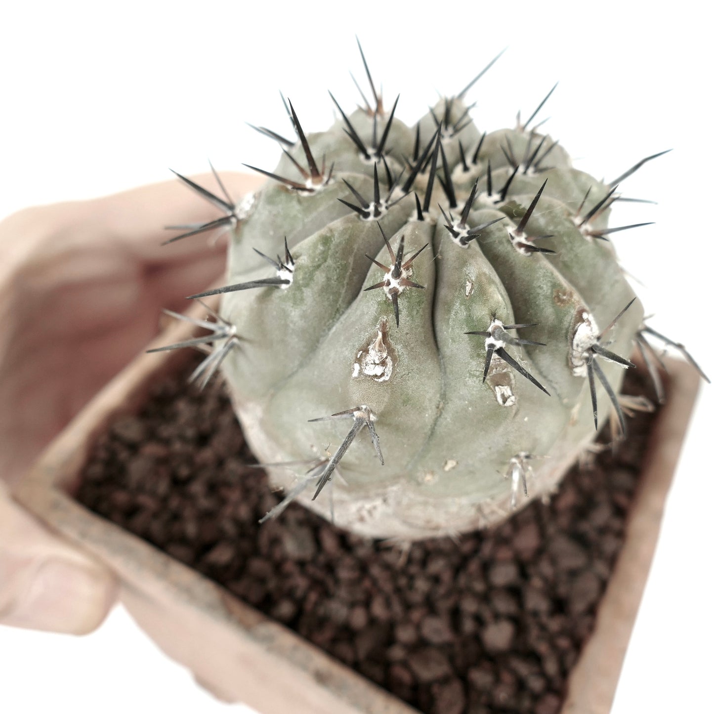 Copiapoa cinerea