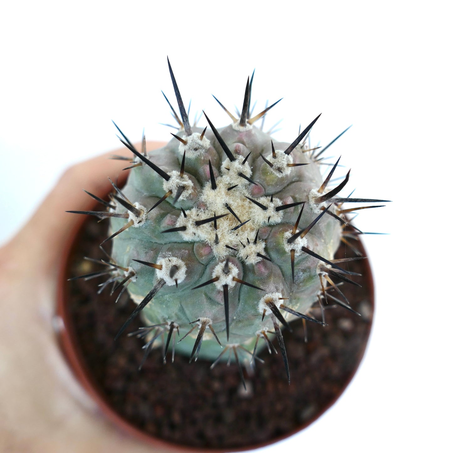 Copiapoa cinerea