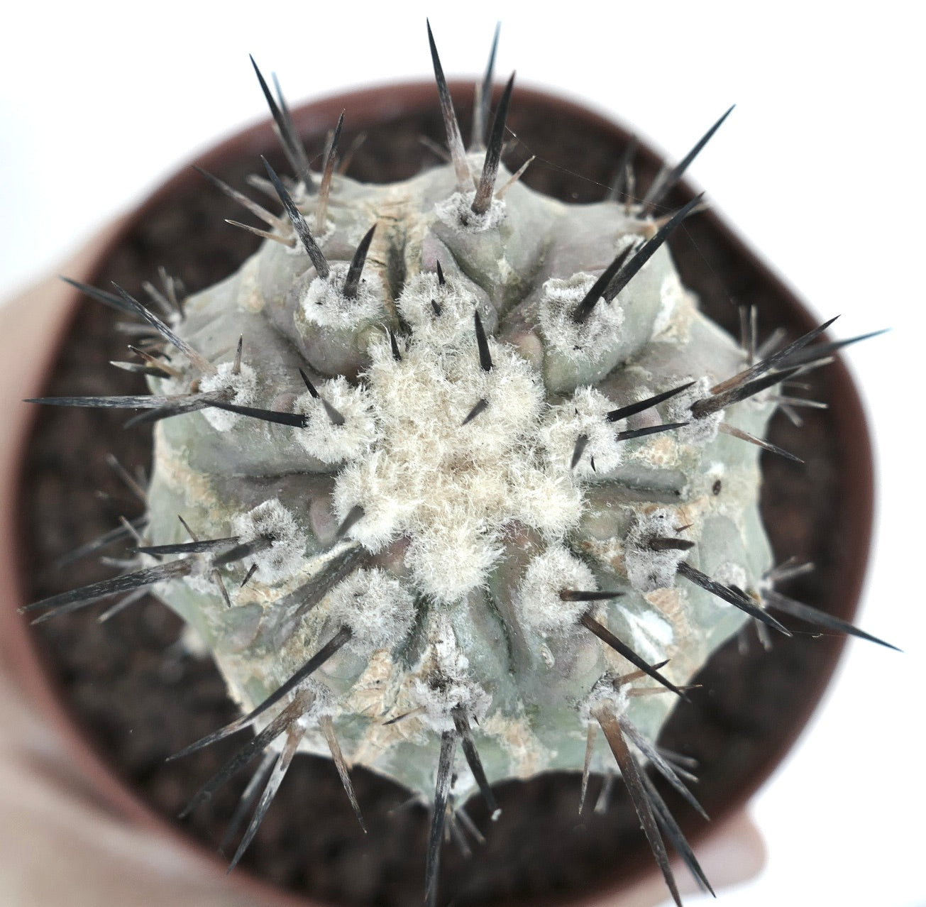 Copiapoa cinerea