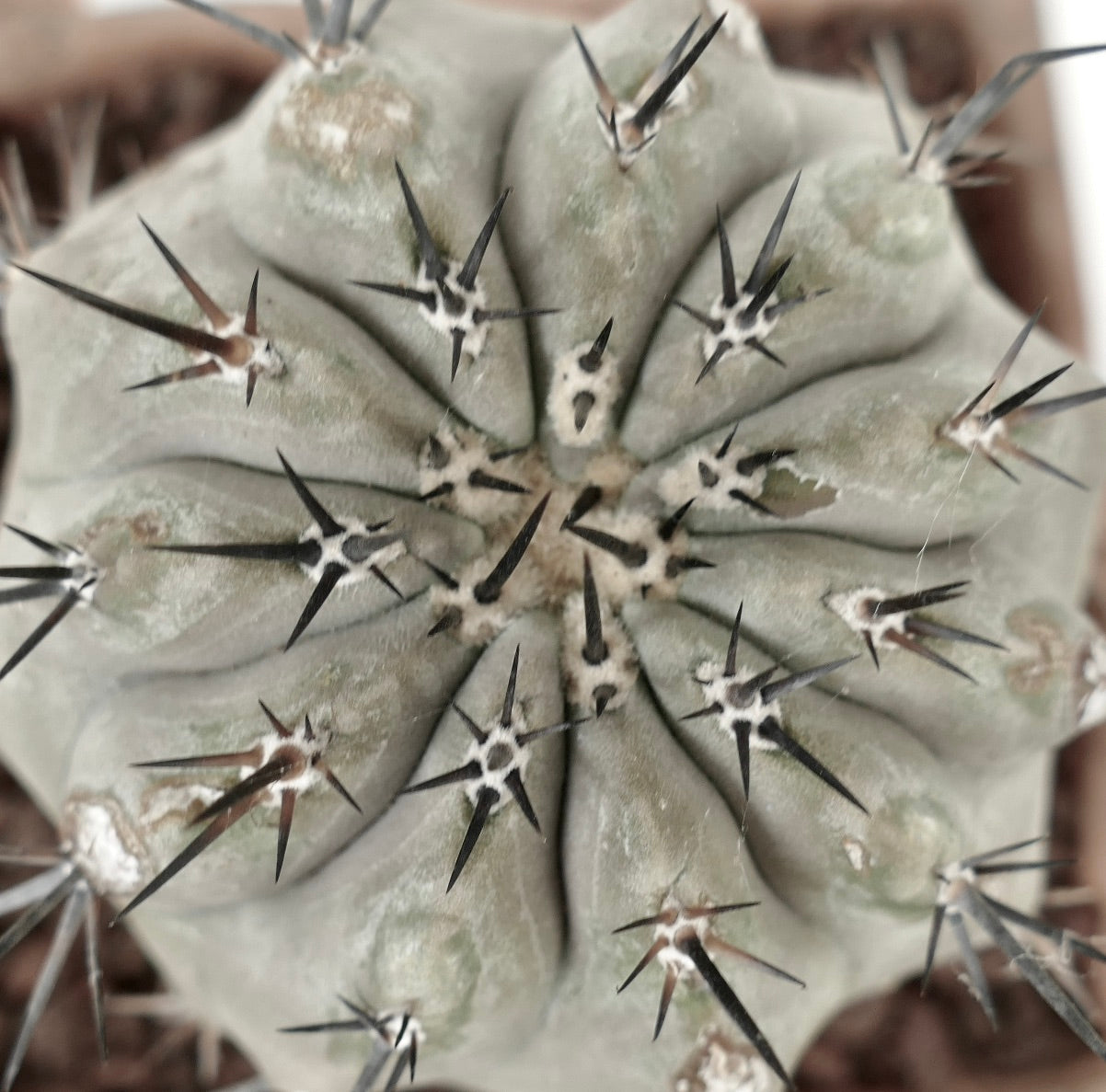 Copiapoa cinerea