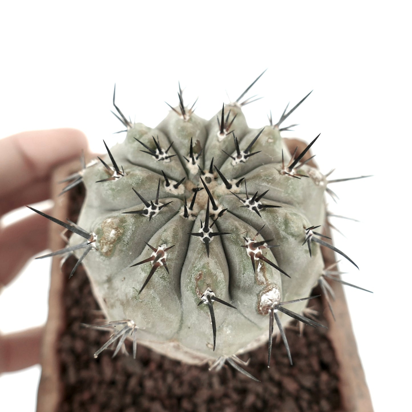 Copiapoa cinerea