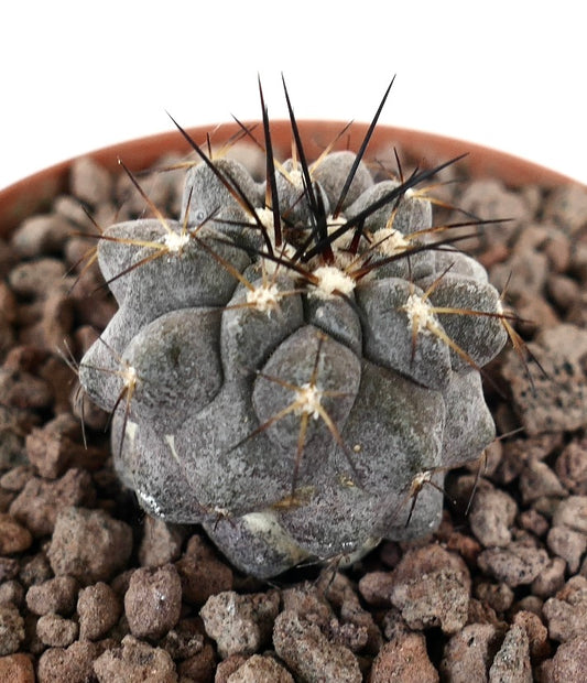Copiapoa cinerea rare succulent cactus with thick gray body and sharp black spines