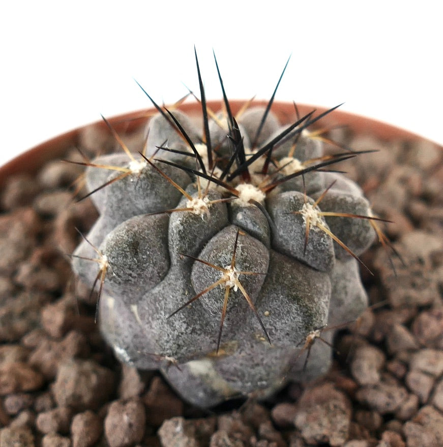 Copiapoa cinerea cactus rare succulent avec un corps gris épais et de longues épines sombres