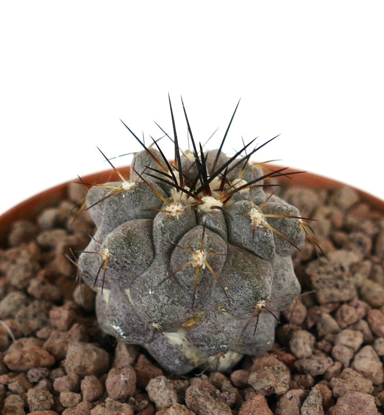 Copiapoa cinerea rare cactus succulent avec des épines noir-brun et un corps gris texturé