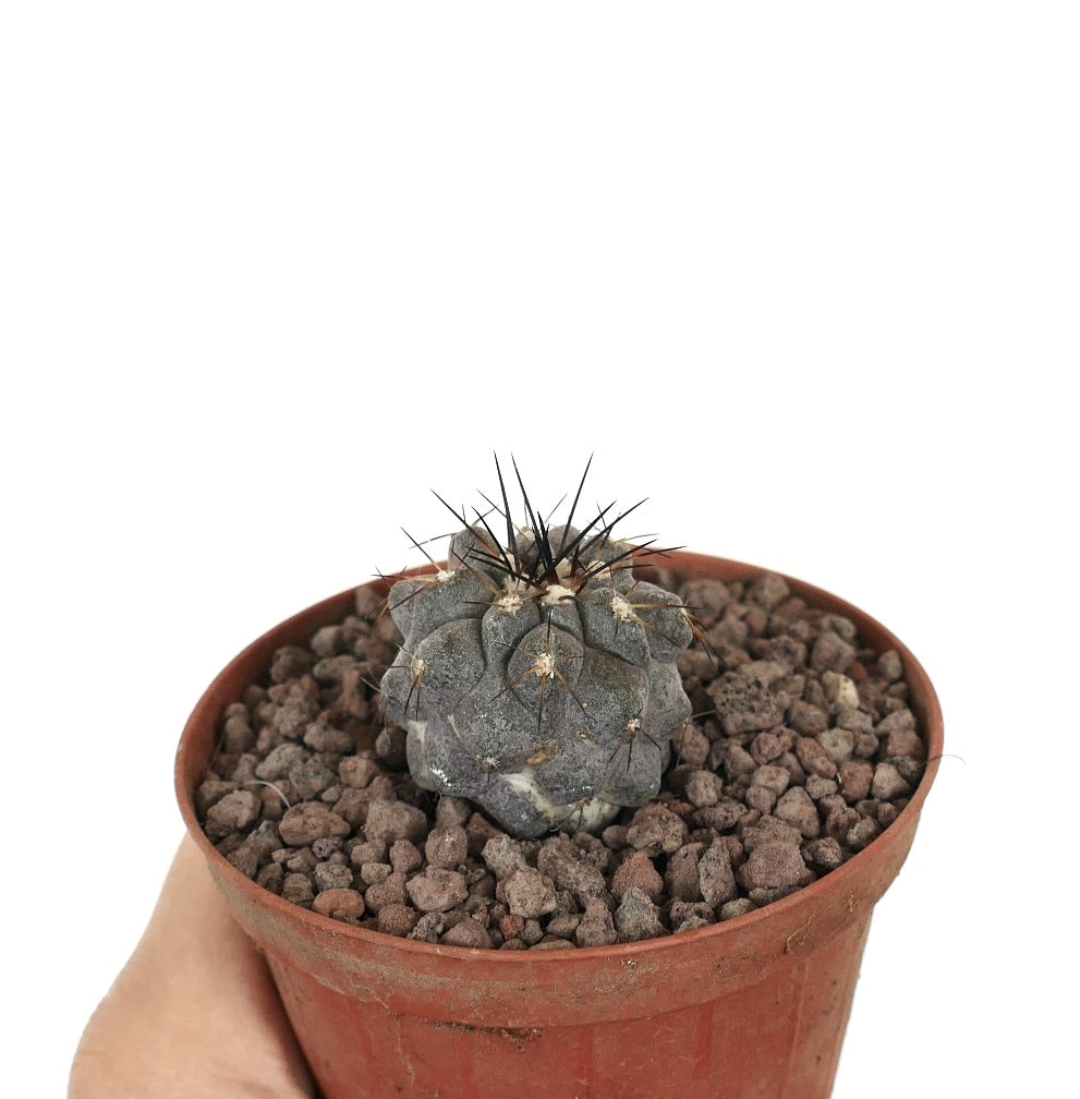 Petit cactus rare Copiapoa cinerea avec des épines noir brun dans un pot en terre cuite