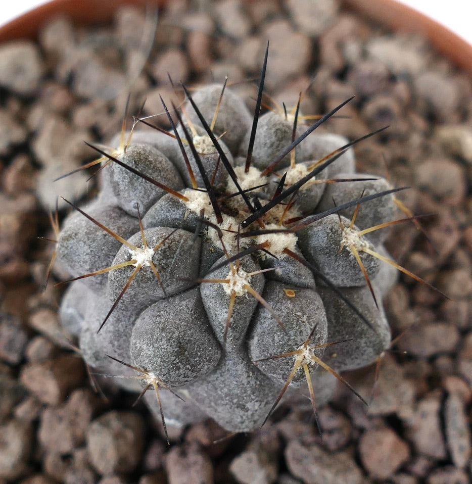Copiapoa cinerea, cactus succulent avec un corps gris épais et de longues épines noires et brunes
