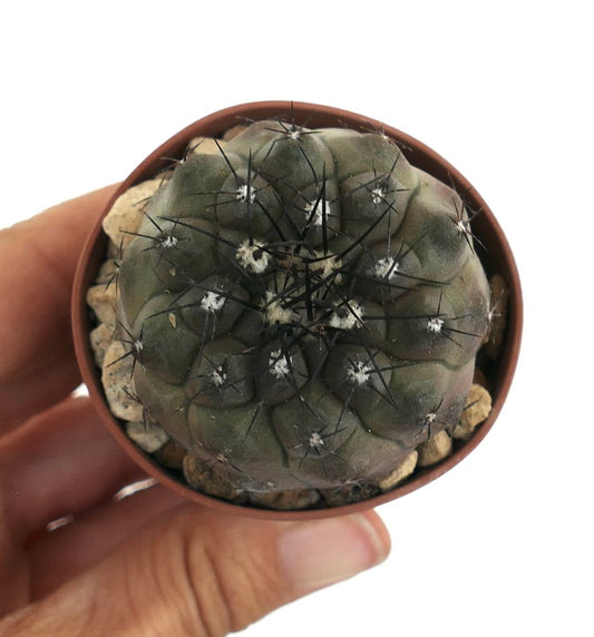 Copiapoa cinerea rare succulent cactus with dark spines in small pot held by hand