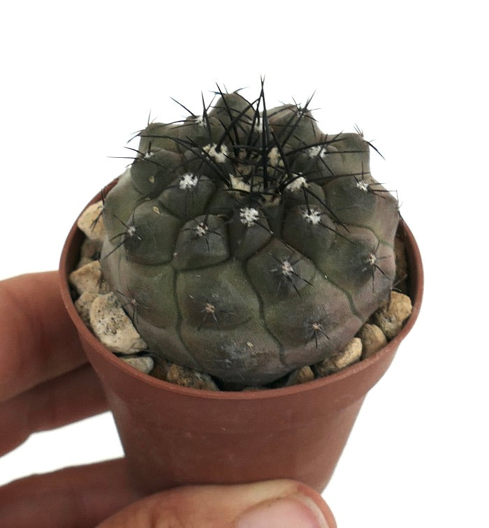 Copiapoa cinerea sjelden saftig kaktus med mørke torner i liten potte holdt i hånden