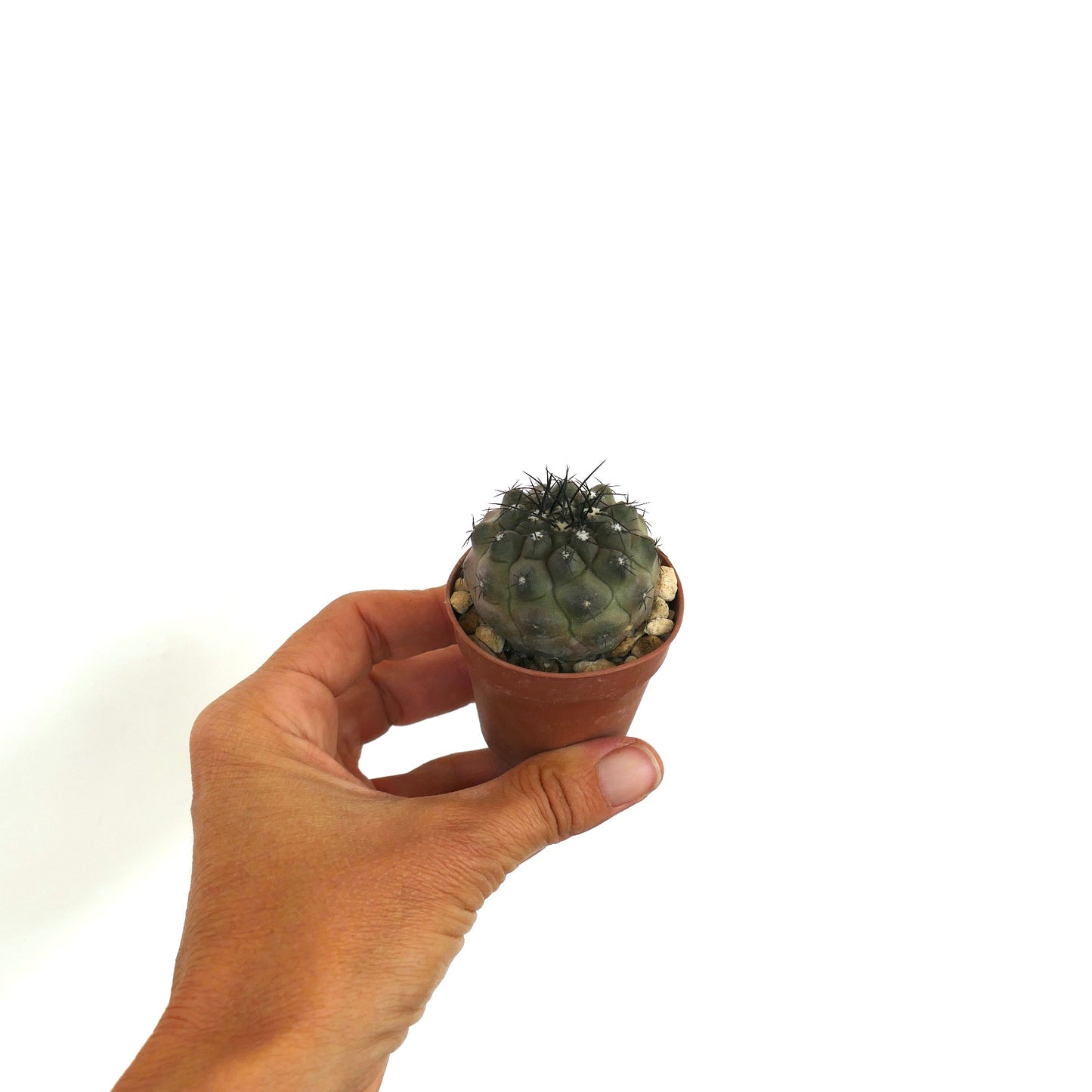 Copiapoa cinerea sjelden sukkulent kaktus med mørke torner og teksturert grågrønn kropp