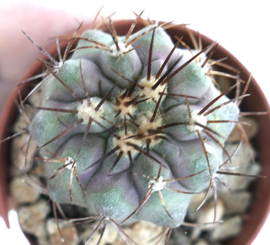 Top view of Copiapoa cinerea with brown spines, showing a rounded green-grey cactus body with pronounced ribs and clusters of long dark spines at each areole.