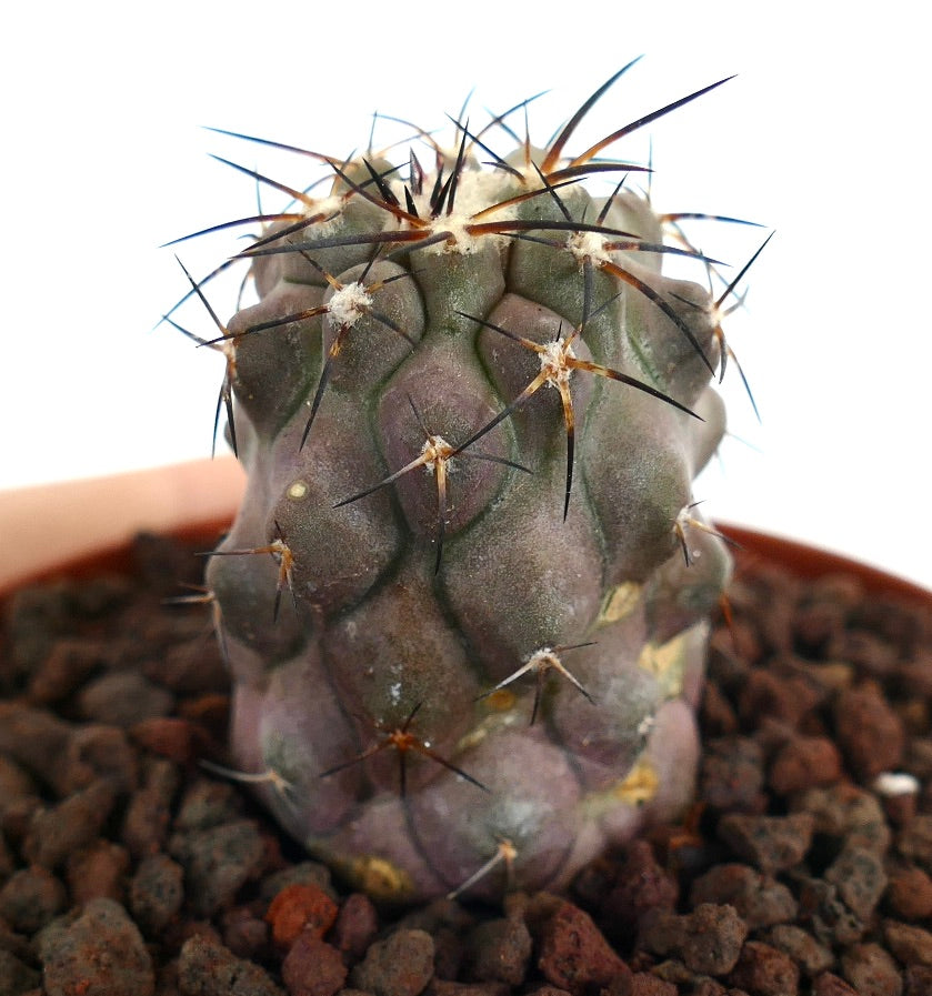 Copiapoa cinerea, cactus succulento con spine marroni e fusto grigio-verde con texture, in vaso