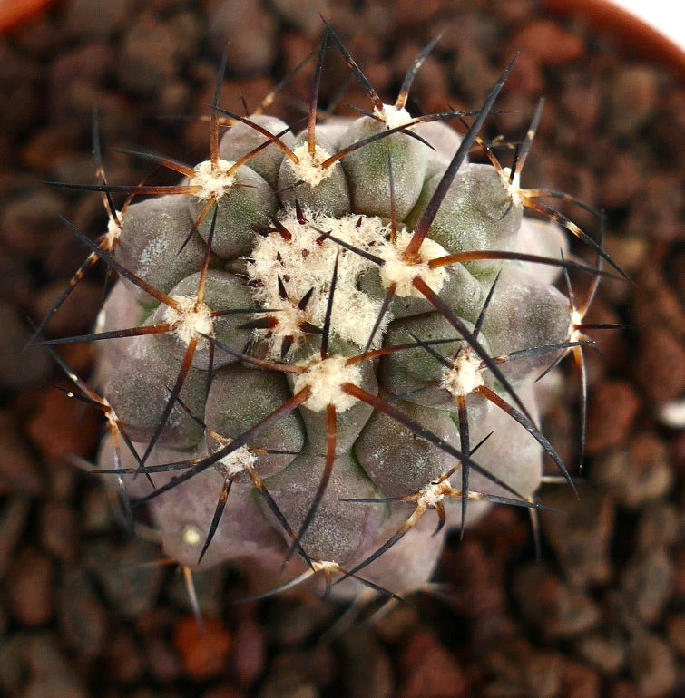 Copiapoa cinerea, cactus succulento con spine marroni fitte e areole lanuginose
