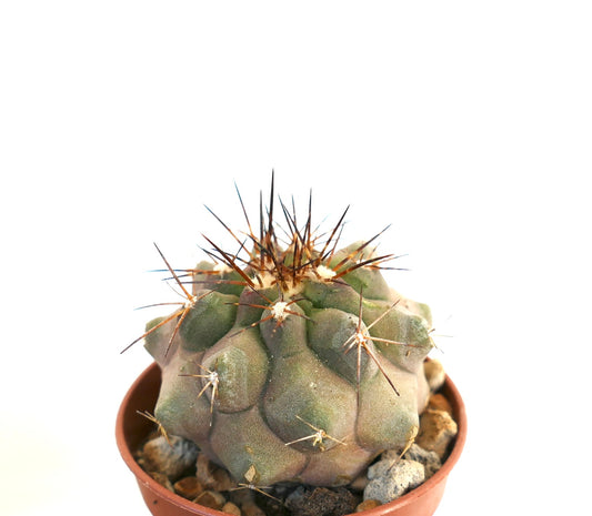 Copiapoa cinerea succulent cactus with thick gray body and prominent brown spines in pot