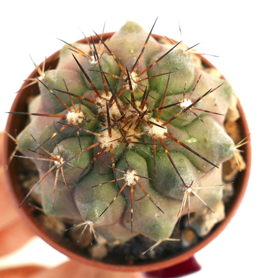 Copiapoa cinerea succulent cactus with prominent brown spines and gray-green body in pot