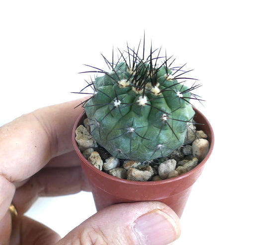 Copiapoa cinerea cactus in a small pot, showing its rounded green body with ribbed segments and clusters of long black spines emerging from woolly areoles.