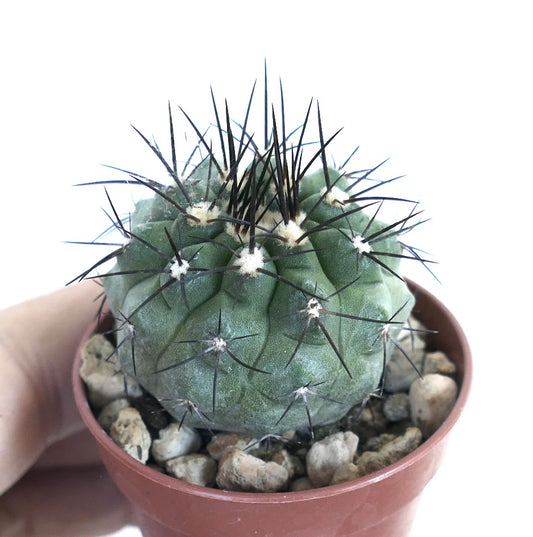 Side view of Copiapoa cinerea in a plastic pot with rocky soil, highlighting its compact spherical shape, smooth ribs, and upright dark spines.