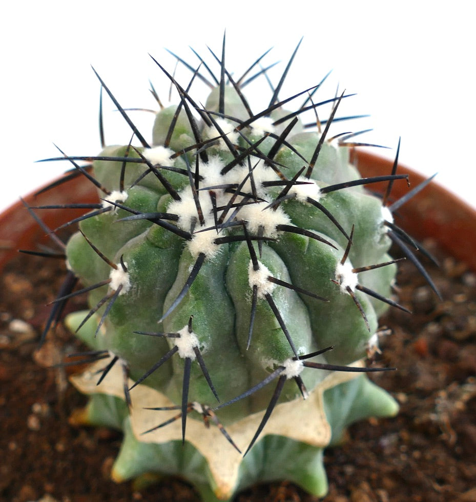 Copiapoa cinerea