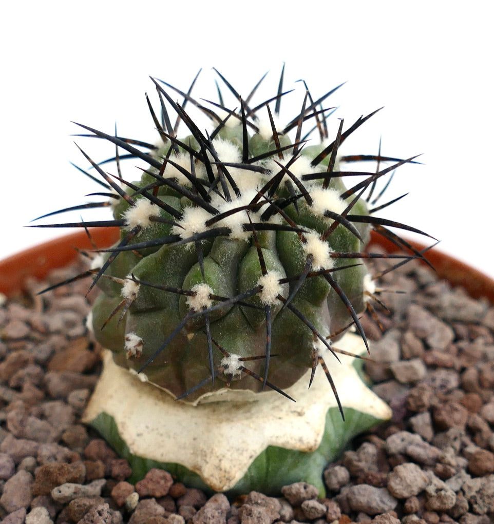 Copiapoa cinerea