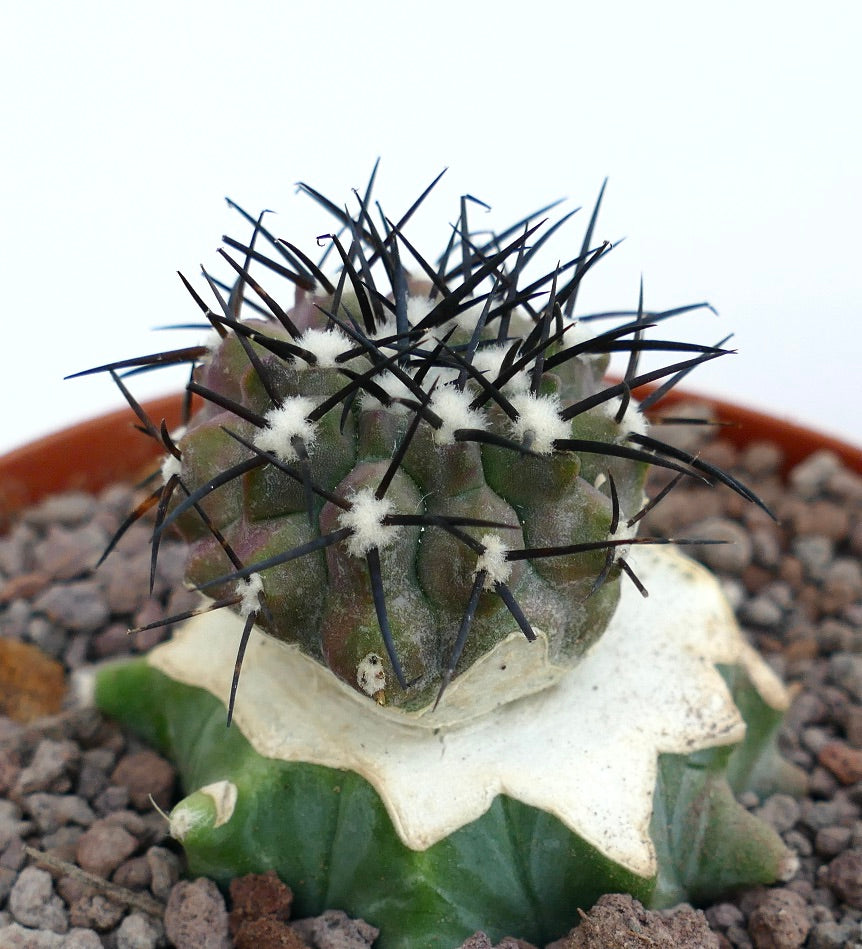 Copiapoa cinerea