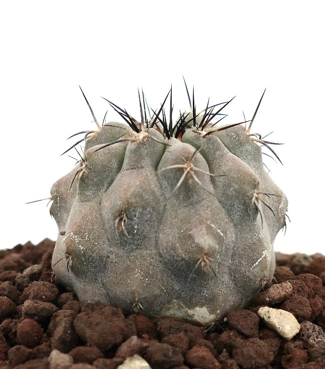 Copiapoa cinerea suculenta cactus con cuerpo grisáceo y espinas oscuras prominentes sobre suelo rocoso