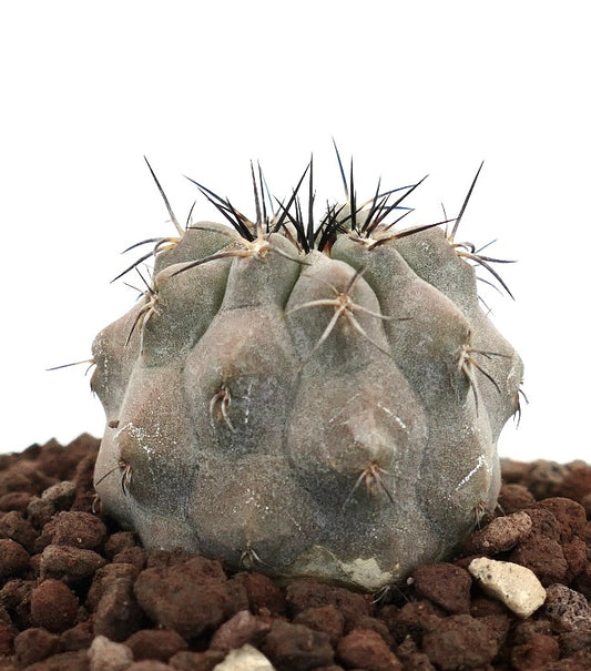Copiapoa cinerea succulent cactus with grayish body and prominent dark spines on rocky soil