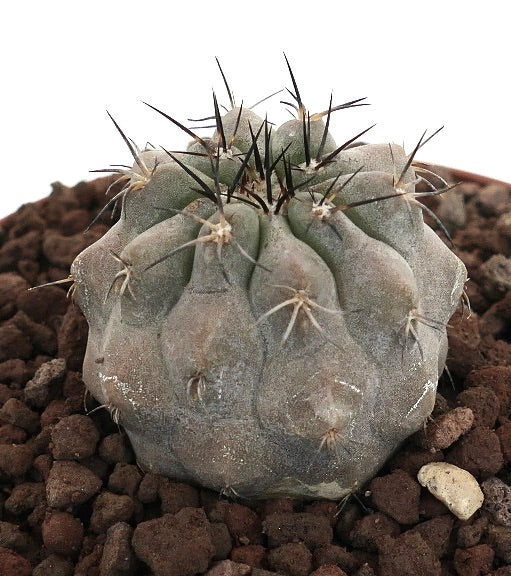 Copiapoa cinerea succulent cactus with grayish body and prominent dark spines in rocky soil