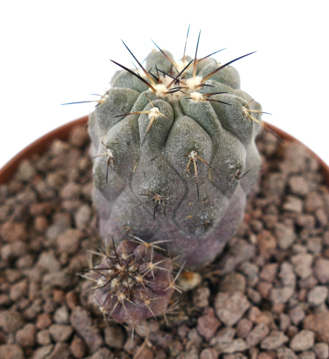 Copiapoa cinerea succulent cactus with gray body and sharp brown spines growing in rocky soil