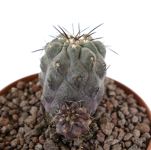 Copiapoa cinerea succulent cactus with gray body and brown spines in pot