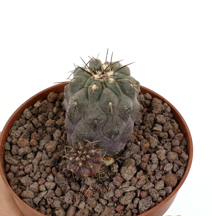 Copiapoa cinerea succulent cactus with gray spines and small seedling in pot